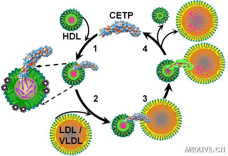 CETP  胆固醇 HDL LDL  