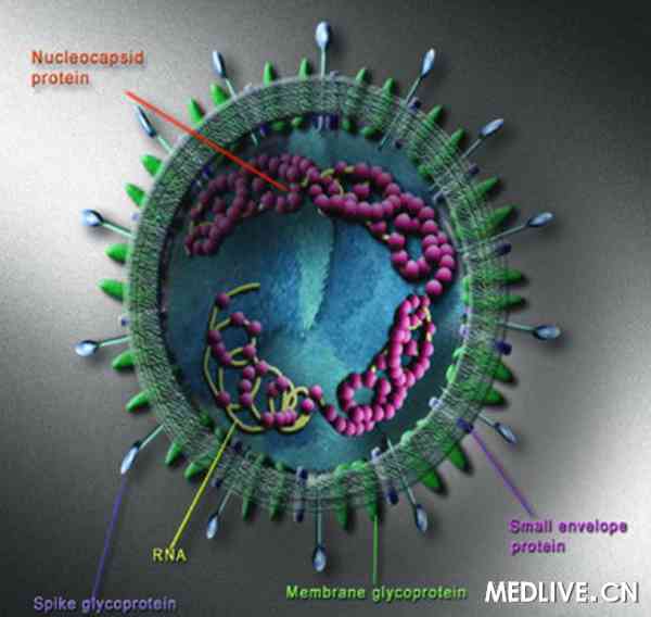 《自然医学》:sars病毒的\完美疫苗\