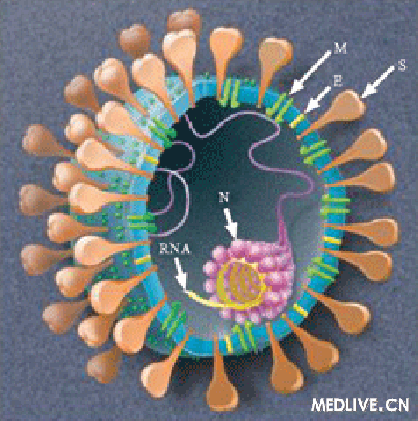 《自然医学》:sars病毒的\完美疫苗\