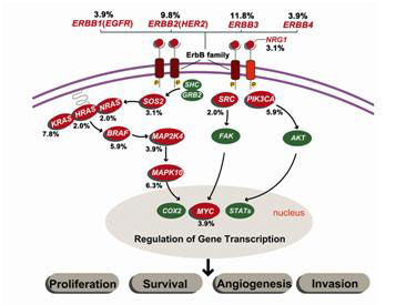 胆囊癌基因突变图谱首获系统阐述