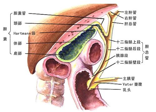 老年胆道疾病59例外科治疗体会
