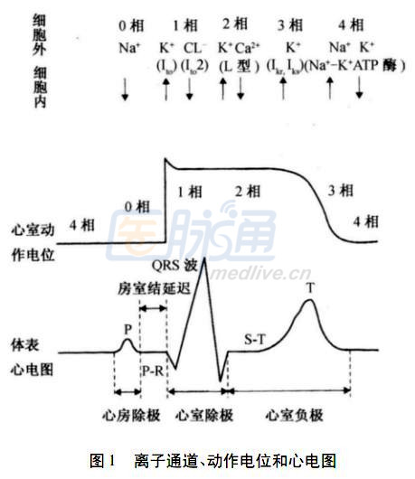 正常情况下,心外膜层心肌细胞的动作电位有明显的切迹或称"锋电位和