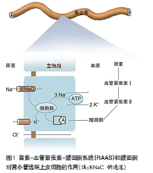 病例报告:持续性高钾血症