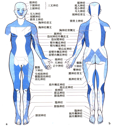 神经科查体:从入门到精通,然后变成一门艺术