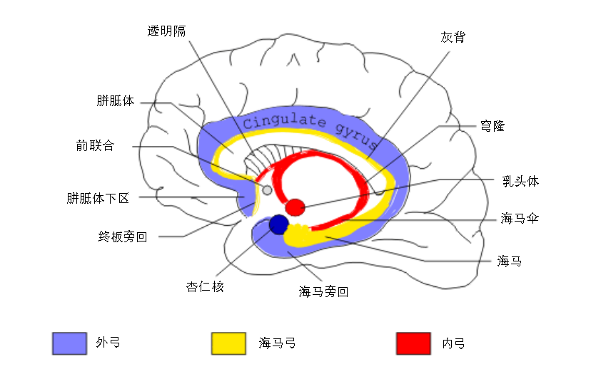 化繁为简,里外开「弓」认识边缘系统_边缘系统_边缘叶