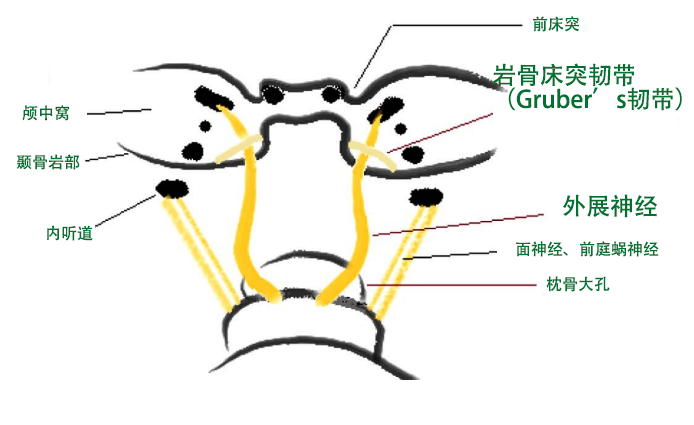 外展神经的探险旅行
