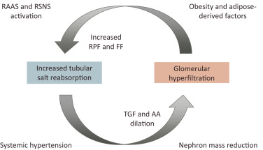 肥胖相关性肾损伤的临床病理特点
