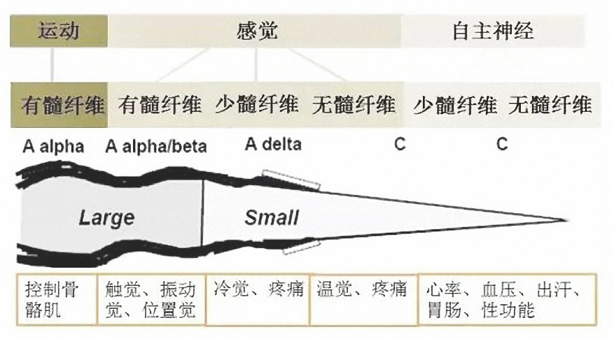 关节位置觉查体--捏脚趾头的方法论