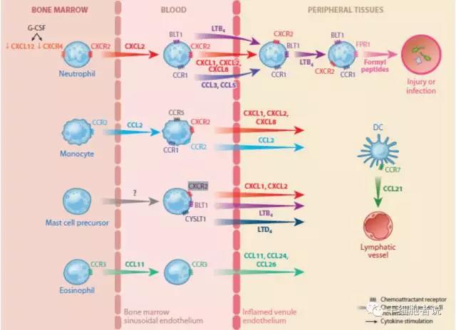 如何理解干细胞的归巢性才不会出错