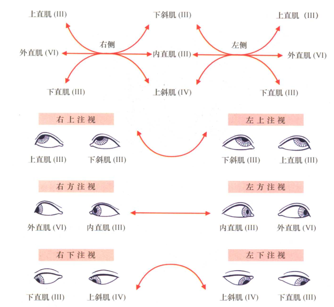 3个问题,轻松掌握复视诊断定位