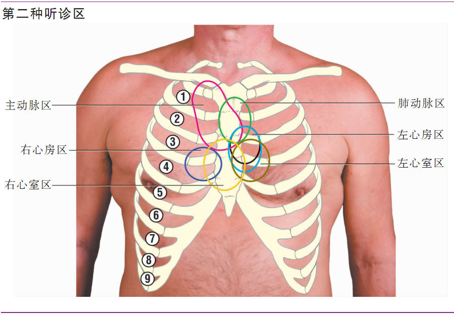 偷偷告诉你几个提高心音听诊技能的有效方法|临床基本功