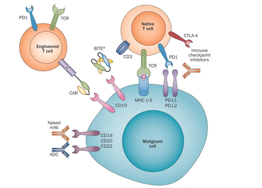 靶向和免疫治疗新时代,肾癌从无到有的突破