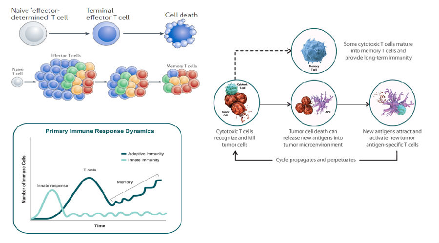 专家访谈丨焦顺昌教授:免疫治疗的特征--应答持