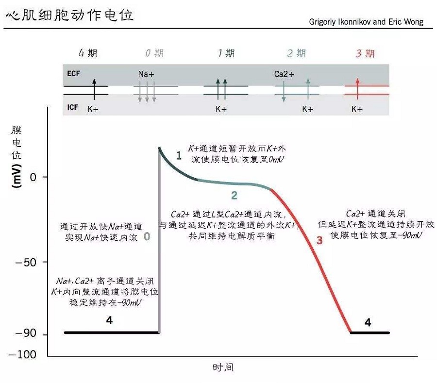 学好心脏电生理学基础,从此心电图不再难!