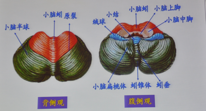 小脑大体解剖结构 从外观上看,小脑中间有一条纵贯上下的狭窄部分