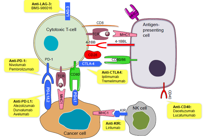 专家视角丨王哲海教授:免疫联合治疗--肿瘤治疗