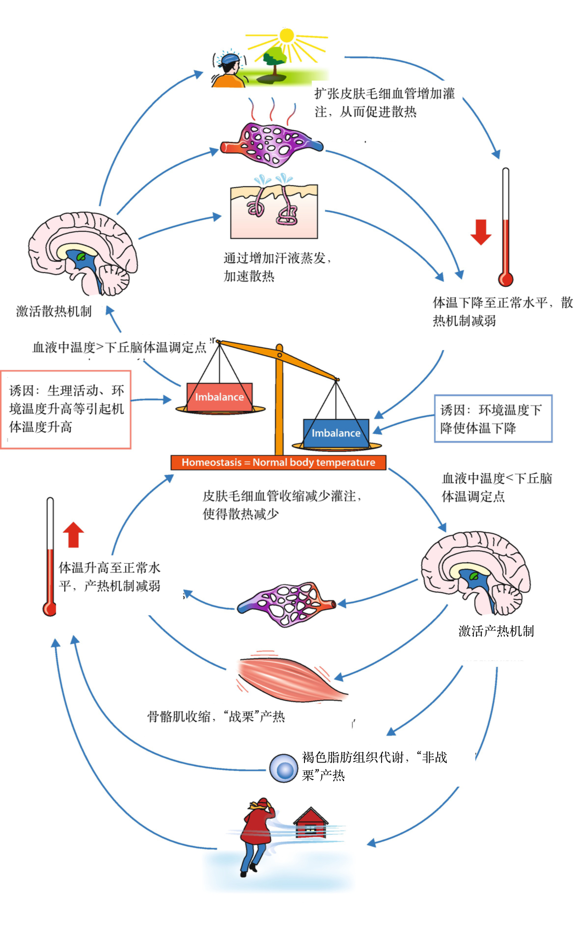 神经调控"线路" 通过前文的表述我们已经对人体这个温度调节"机器"有