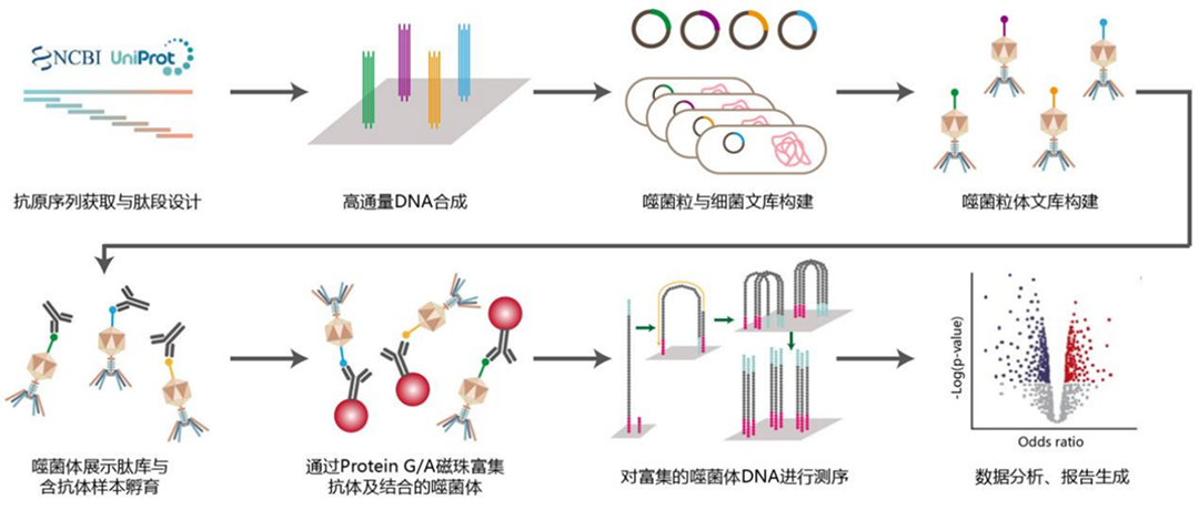 噬菌体免疫沉淀测序（PhIP-seq）抗体组学的技术路线